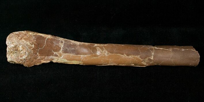 Indeterminate Theropod Limb Bone - Judith River #14828